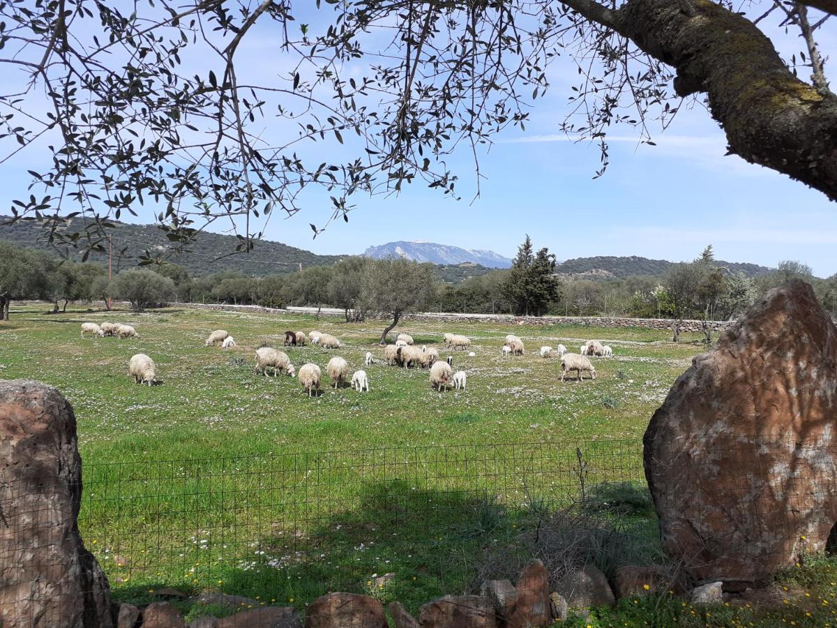 Agriturismo Pira Pinta Bed and Breakfast Dorgali Εξωτερικό φωτογραφία