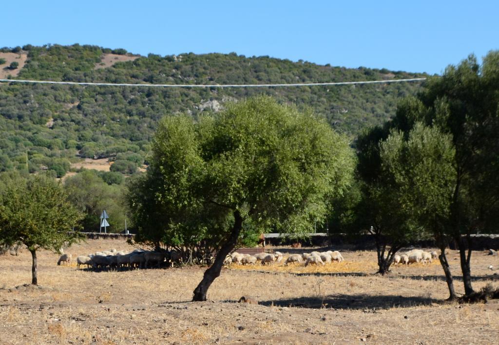 Agriturismo Pira Pinta Bed and Breakfast Dorgali Δωμάτιο φωτογραφία