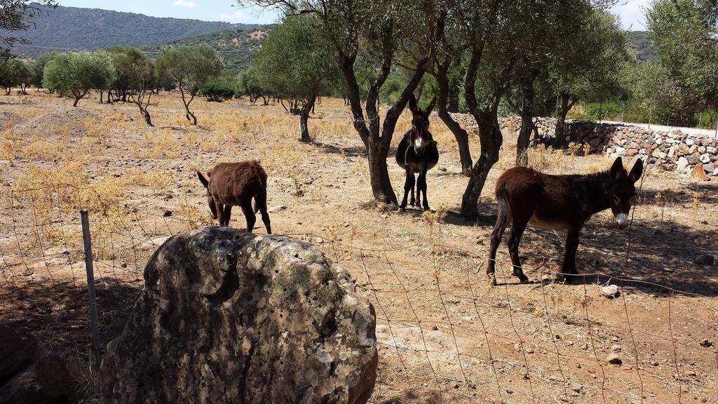 Agriturismo Pira Pinta Bed and Breakfast Dorgali Εξωτερικό φωτογραφία